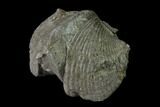 Pyrite Replaced Brachiopod (Paraspirifer) Fossil - Ohio #135565-2